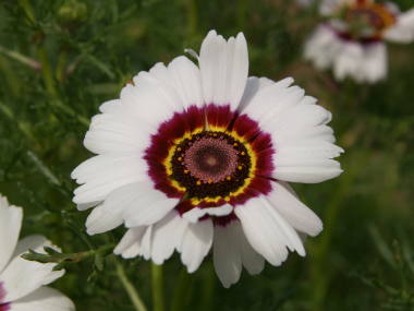 �n�i���M�N