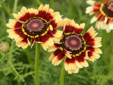 �n�i���M�N�i���F�Ɛԁj