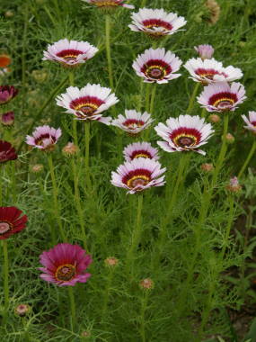 �n�i���M�N