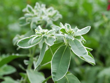 �n�c���L�\�E