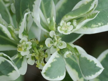 �n�c���L�\�E�̉�