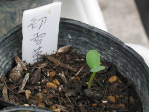 �n�c���L�\�E�̔���