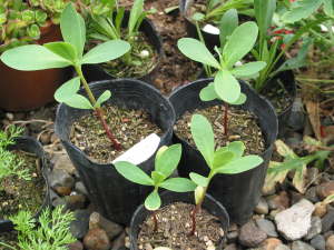 �n�c���L�\�E�̕c