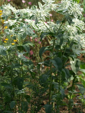 �n�c���L�\�E�̑S��