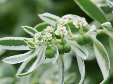 �n�c���L�\�E�̎�