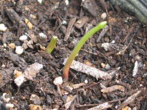 ���ɐH�ׂ�ꂽ�n�c���L�\�E