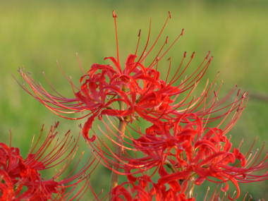 �q�K���o�i