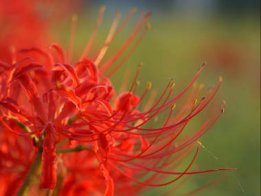 �q�K���o�i�̗Y����