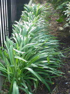 �V���E�L�Y�C�Z���̗t