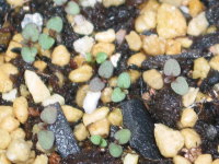 ��܂����Q�T�ԁi�q���U�L�c�L�~�\�E�j