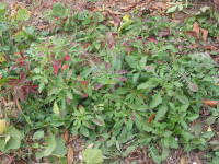 ��܂���񔼔N�i�q���U�L�c�L�~�\�E�j