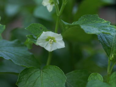 �z�I�Y�L�̉�