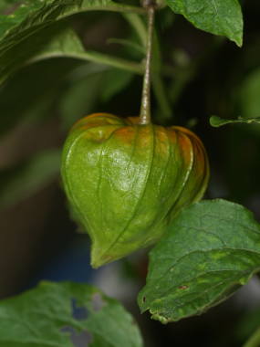 �܂����z�I�Y�L