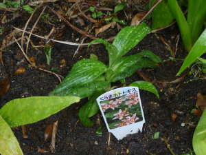 �z�g�g�M�X�̐A���t��