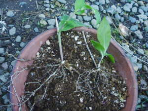 �}����̔����i�z�g�g�M�X�j