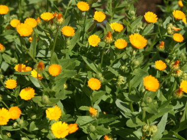 �t���V���Y