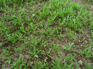 ���ڂ��ł̔���i�t���V���Y�j