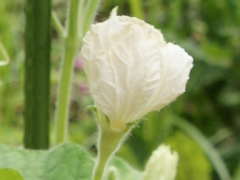 �q���E�^���̗Y��