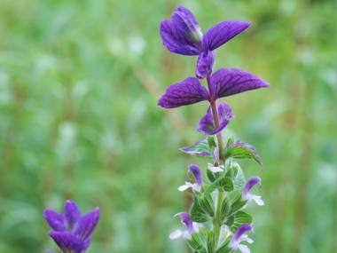 �y�C���e�b�h�Z�[�W