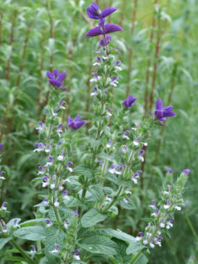 �y�C���e�b�h�Z�[�W