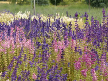 �y�C���e�b�h�Z�[�W