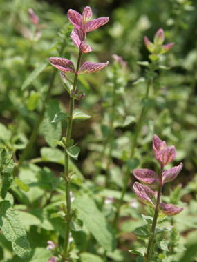 �y�C���e�b�h�Z�[�W