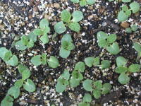 ����i�y�C���e�b�h�Z�[�W�j