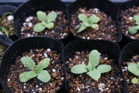 �|�b�g�ɉ��A���i�y�C���e�b�h�Z�[�W�j