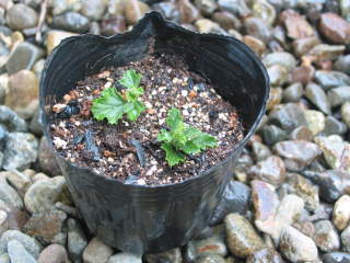 �|�b�g�ɑ}���؁i�y�����S�j�E���j