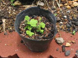 �}���،�̐V��i�y�����S�j�E���j