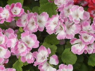 �y�����S�j�E��