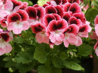 �y�����S�j�E��