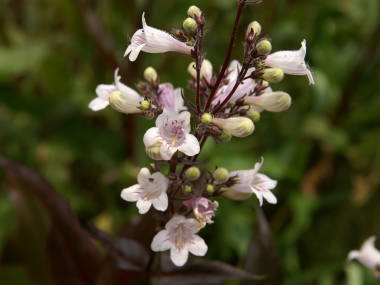 �y���X�e����