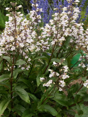 �y���X�e�����E�n�X�J�[���b�h