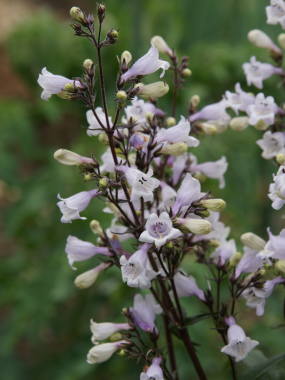 �y���X�e�����̉ԏ�