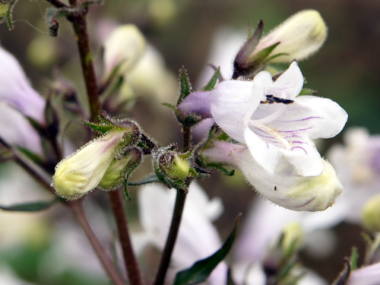 �y���X�e�����̉�