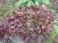 �z�~���̃y���X�e����