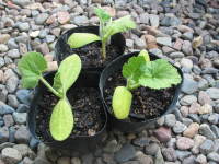 ��A�O�̃|�b�g�c�i�������Ⴉ�ڂ���j