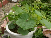 ��A�����R�T�Ԍ�i�������Ⴉ�ڂ���j