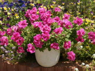 �y�`���j�A�i�������̃^�C�v�j