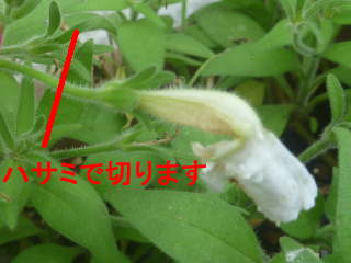 �y�`���j�A�̉Ԃ���