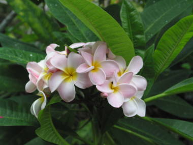 �v�������A�i�s���N�j