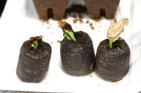 �W�t�B�[�Z�u�����g������܂��i�v�������A�j