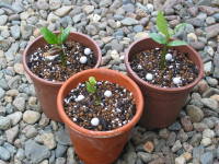 ���肵���c�̐A���t���i�v�������A�j