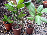 �펪������S������i�v�������A�j