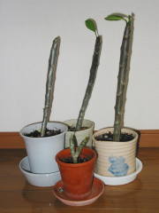 �z�~���̃v�������A