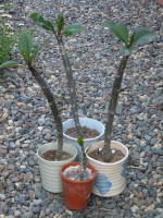 �v�������A�̐A���ւ��O