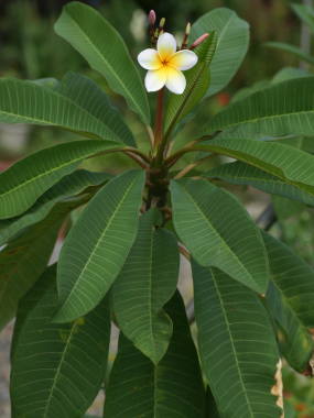 �v�������A�̗t