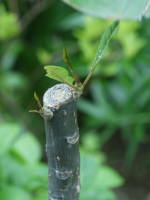 �؂�߂���̐V��i�v�������A�j