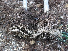 �v�������A�̐A���ւ�